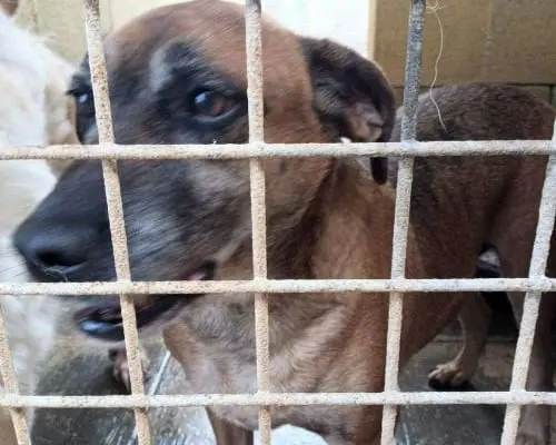 Adotta il cane PISOLO a Taranto