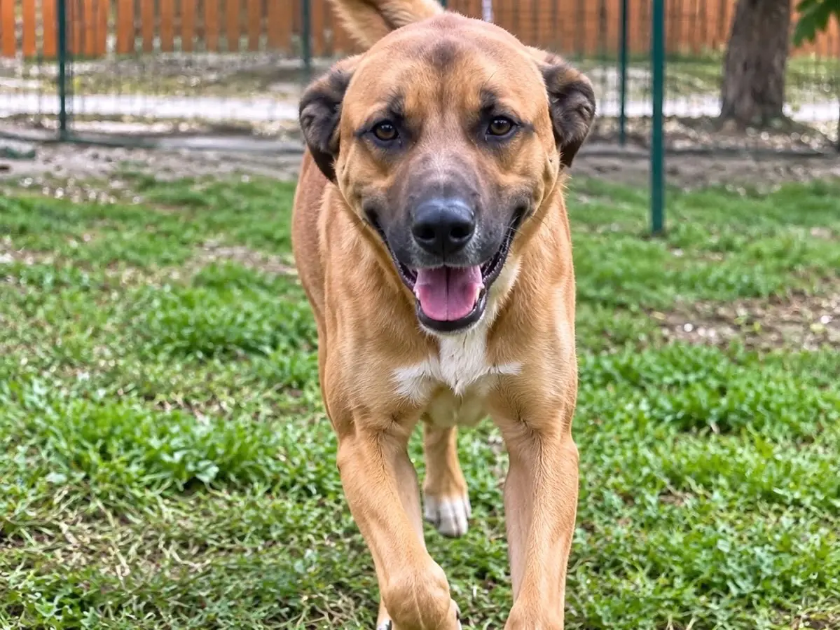 Adozione cane, maschio, Razza sconosciuta Razza sconosciuta, 1 anno e 5 mesi, taglia media, Alessandria