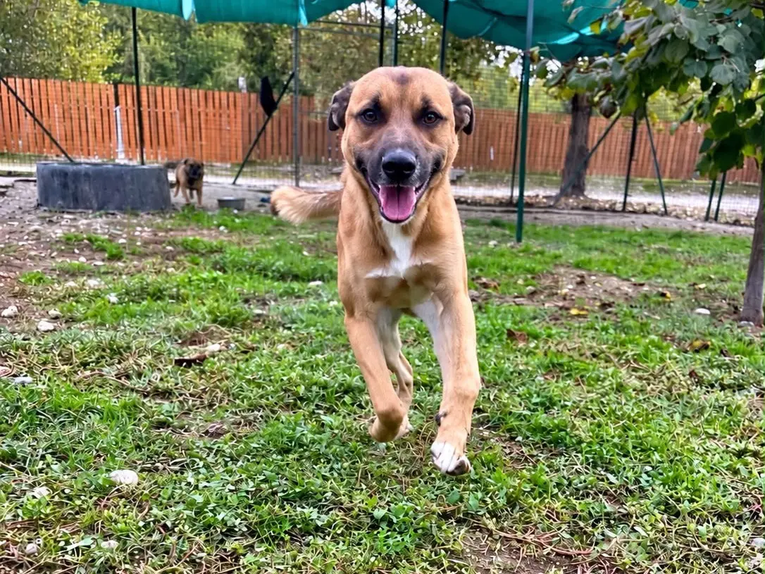 Adotta un cane, taglia media, maschio, Alessandria