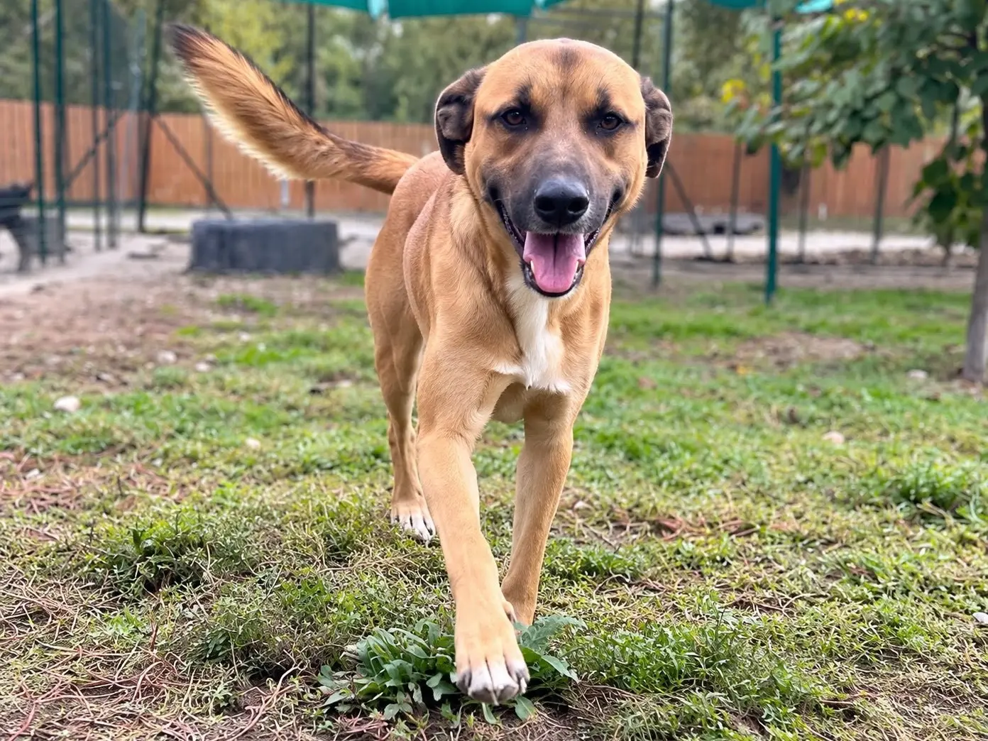 Adotta un cane, maschio, 1 anno e 5 mesi, Alessandria