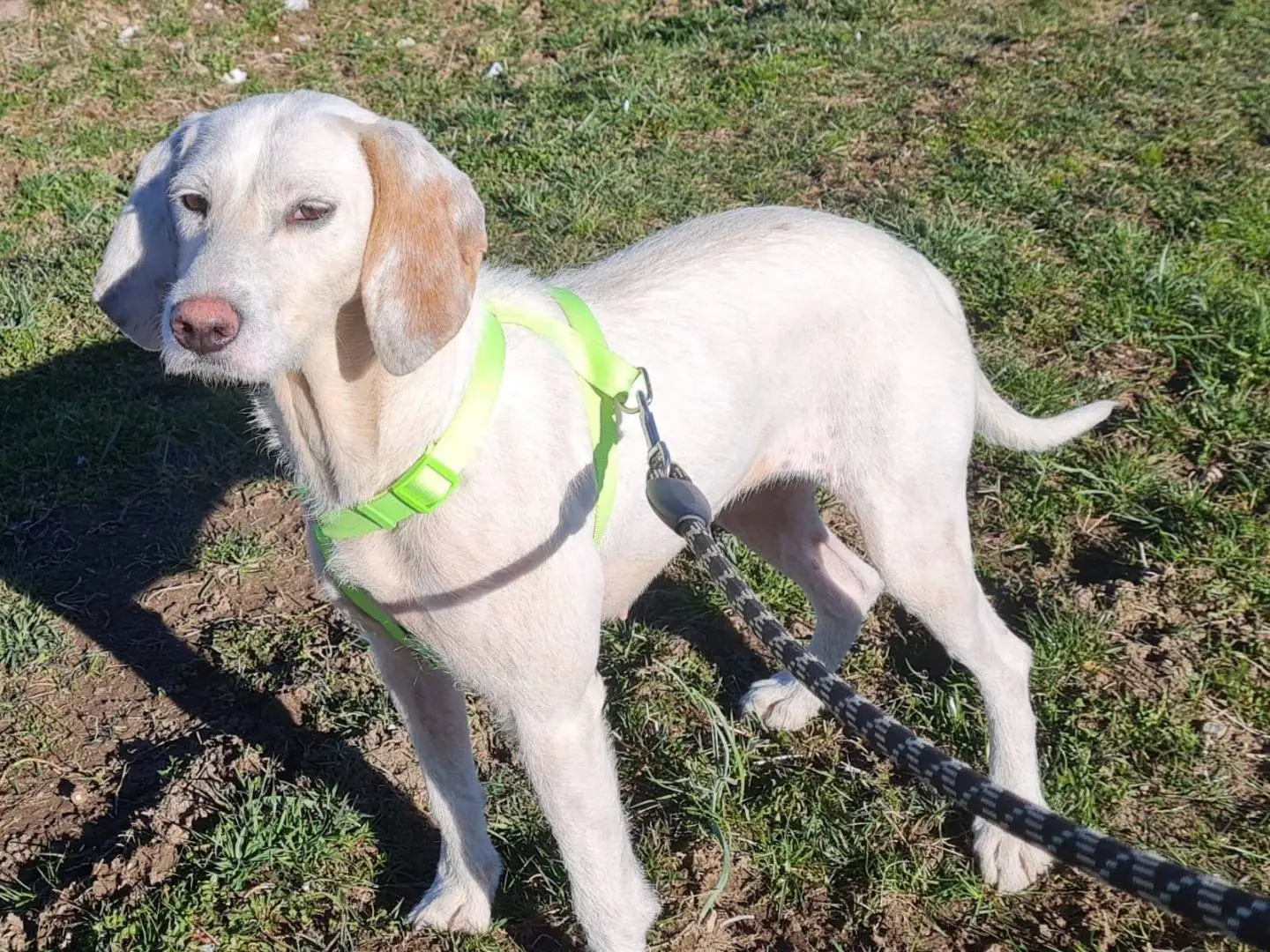 Adotta un cane, taglia media, femmina, Trento