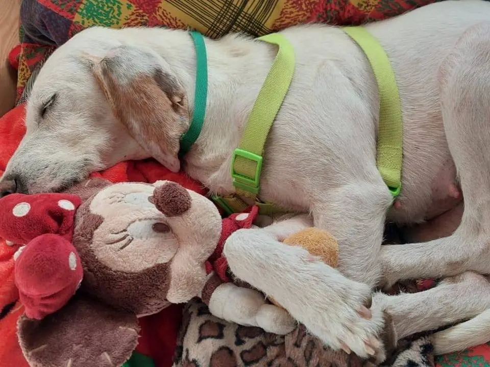 Adotta il cane Alba a Trento