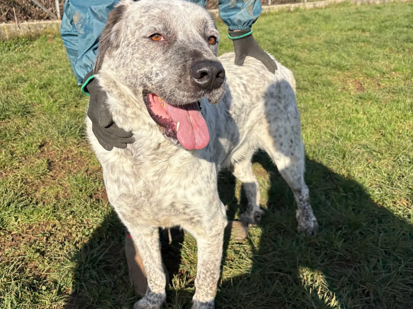 Adozione cane, maschio, Razza sconosciuta Razza sconosciuta, 3 anni e 2 mesi, taglia grande, Frosinone