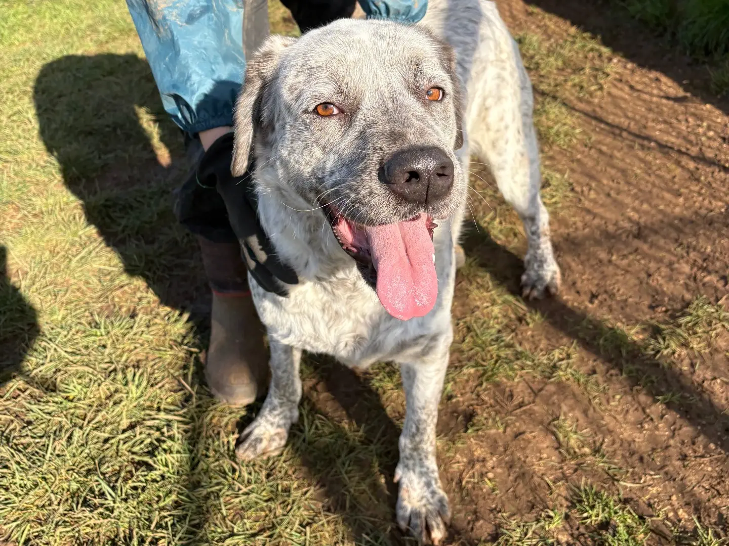 Adotta un cane, maschio, 3 anni e 2 mesi, Frosinone
