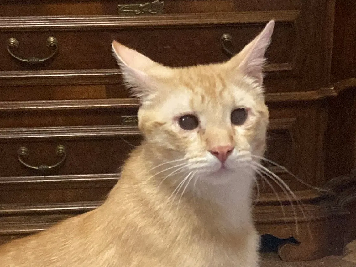 Adozione gatto, maschio, Razza sconosciuta Razza sconosciuta, 10 anni e 2 mesi, taglia non valida, Torino