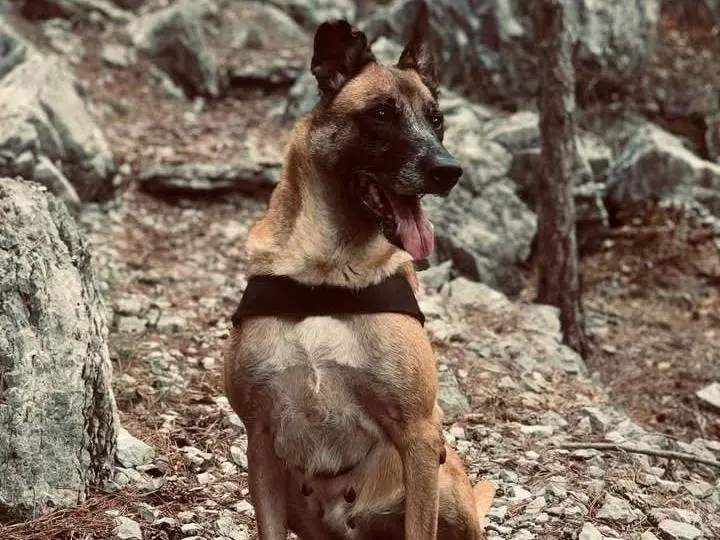 Adozione cane, femmina, Pastore Belga Malinois Razza sconosciuta, 9 anni e 7 mesi, taglia grande, Trento