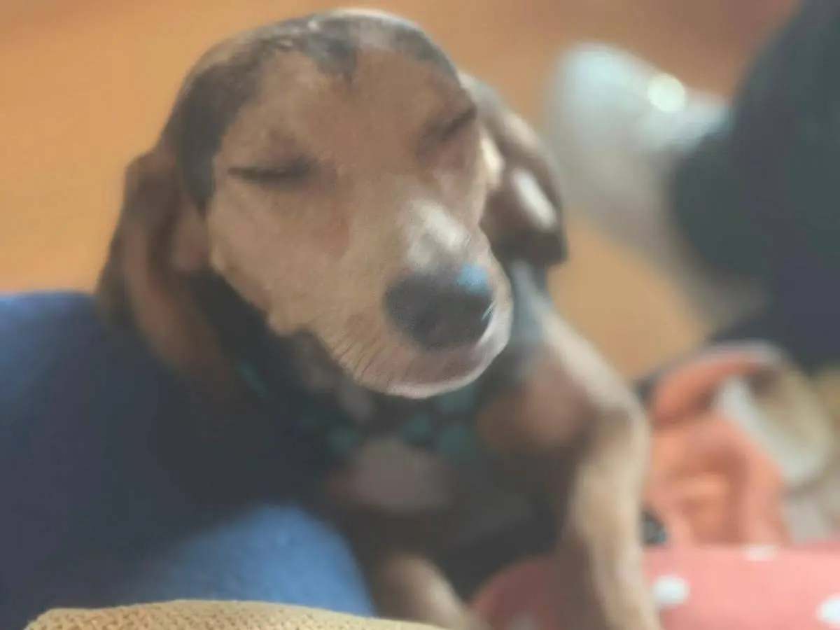 Adotta un cane, maschio, 1 anno e 1 mese, Ragusa