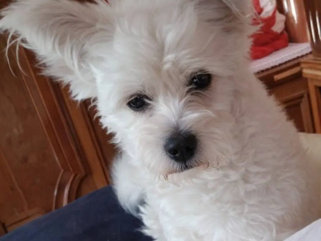Adotta un cane, maschio, 1 anno e 1 mese, Avellino