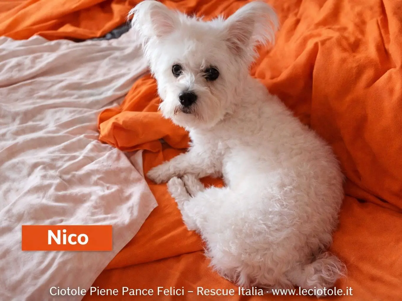 Adozione cane, maschio, Maltese Razza sconosciuta, 1 anno e 1 mese, taglia piccola, Avellino