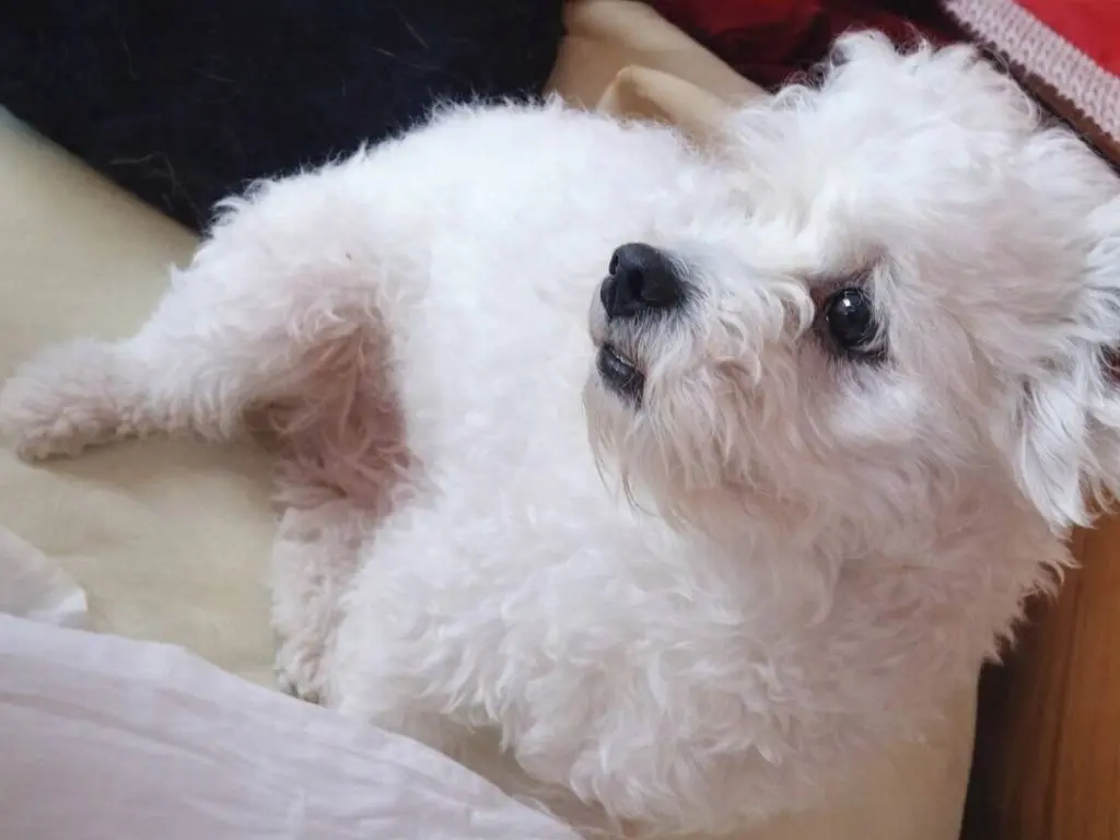 Adotta un cane, taglia piccola, maschio, Avellino