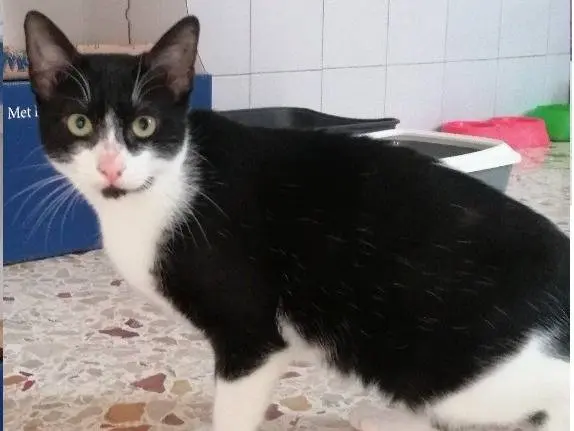 Adozione gatto, maschio, Razza sconosciuta Razza sconosciuta, 2 anni e 7 mesi, taglia non valida, Trapani