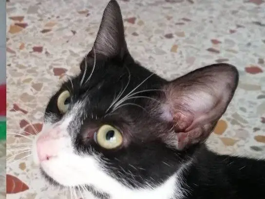 Adotta un gatto, maschio, 2 anni e 7 mesi, Trapani