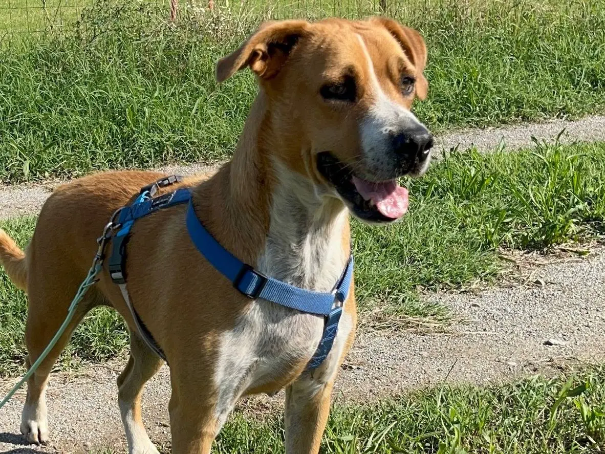 Adozione cane, femmina, Razza sconosciuta Razza sconosciuta, 5 anni e 1 mese, taglia media, Milano