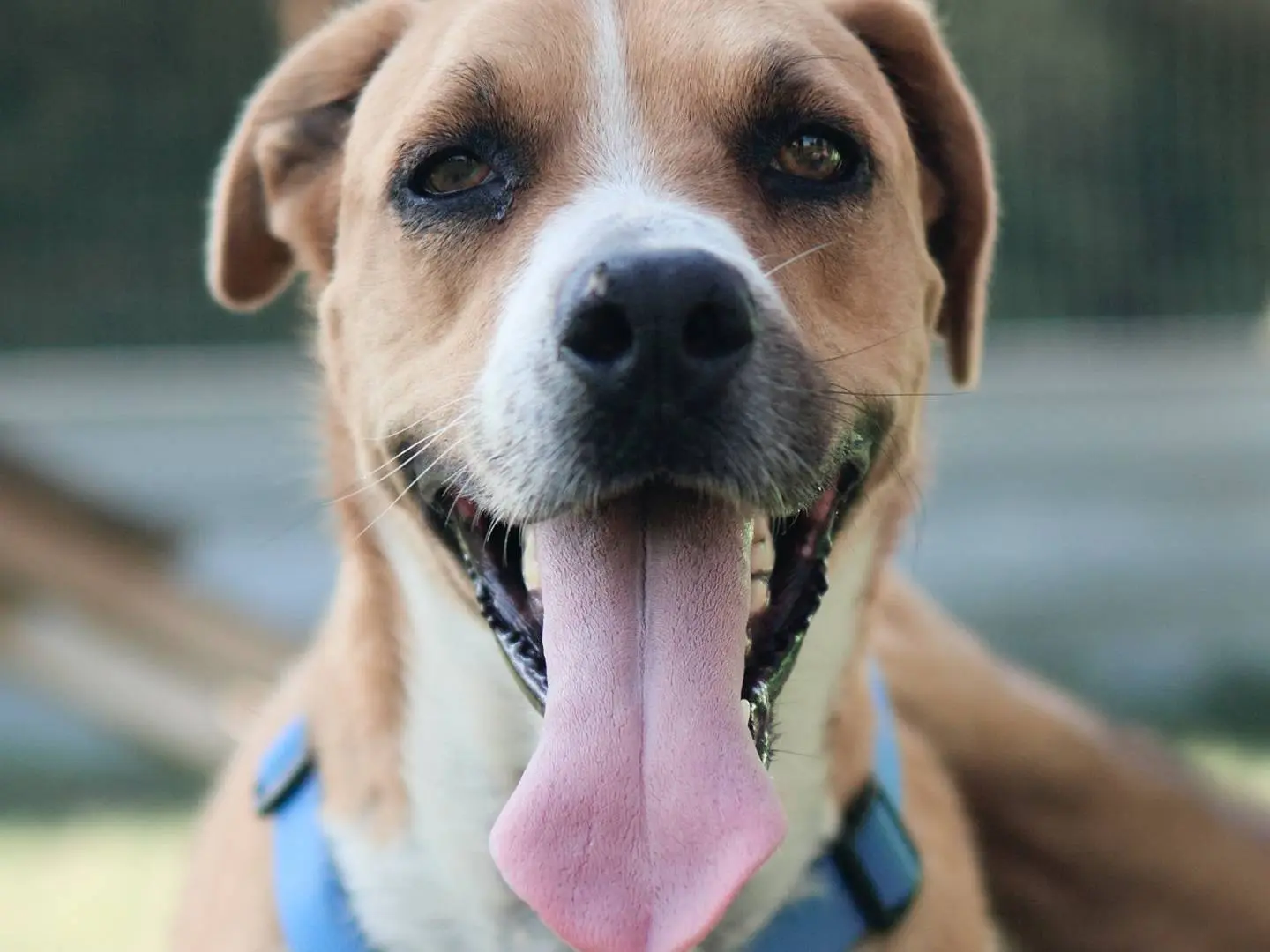 Adotta un cane, taglia media, femmina, Milano