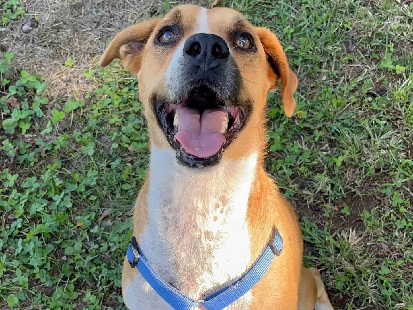 Vuoi adottare un cane a Milano?
