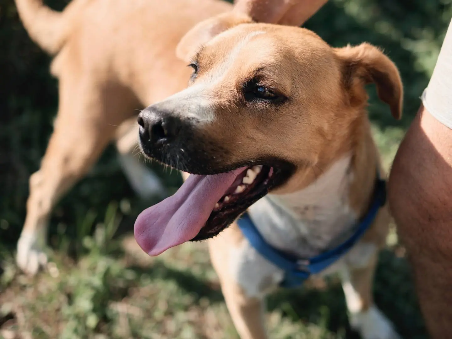Adotta un cane, femmina, 5 anni e 1 mese, Milano