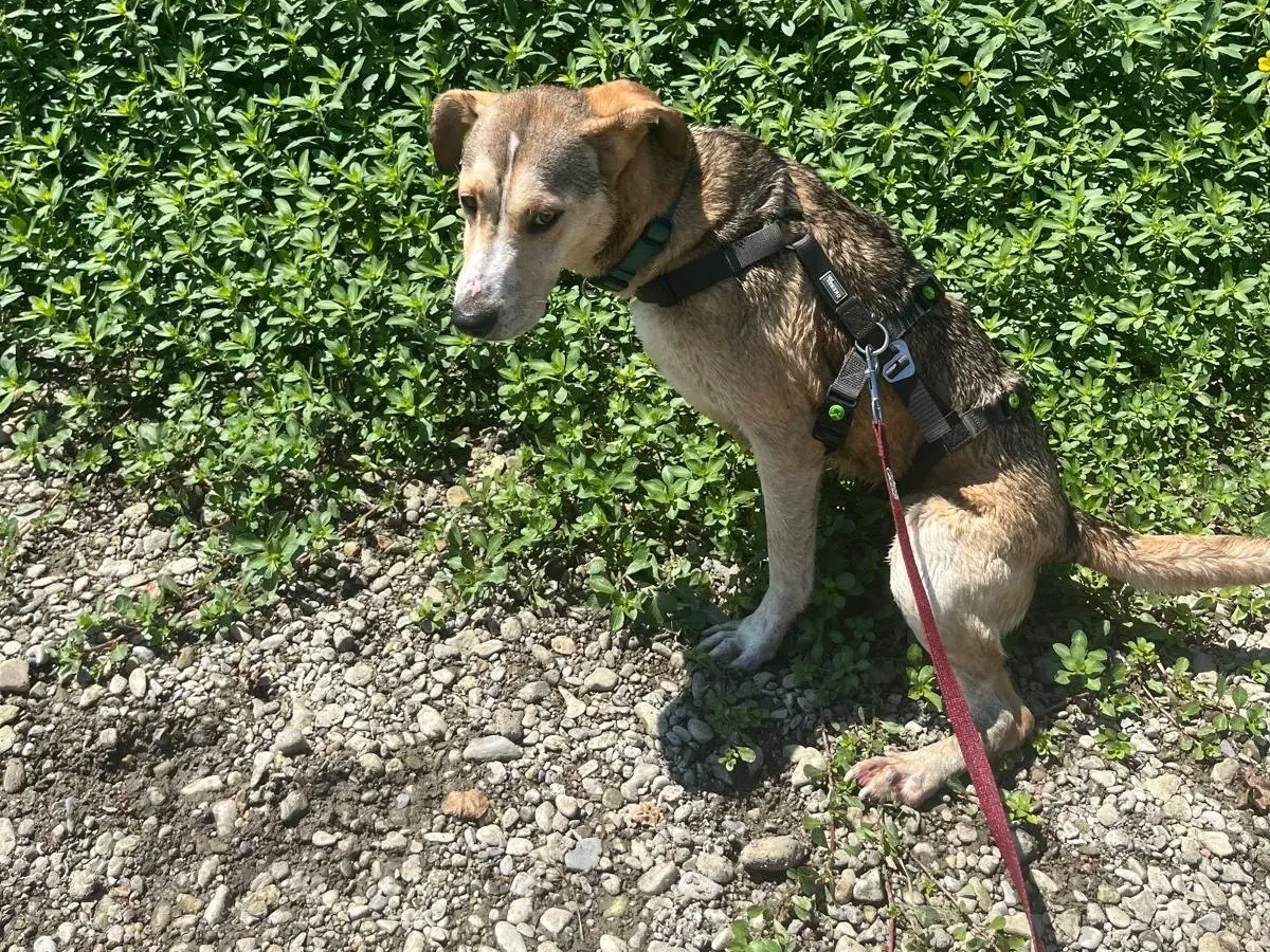 Adozione cane, femmina, Razza sconosciuta Razza sconosciuta, 2 anni e 3 mesi, taglia media, Milano