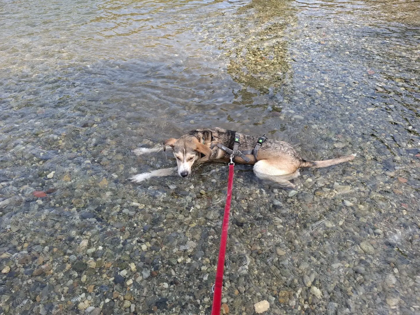 Adotta un cane, femmina, 2 anni e 3 mesi, Milano