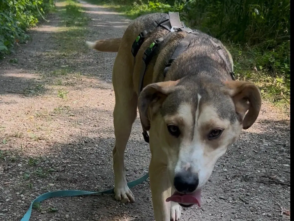 Adotta un cane, taglia media, femmina, Milano