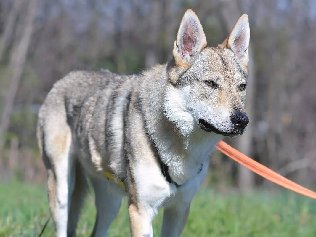 Adozione cane, femmina, Cane lupo Cecoslovacco, 5 anni e 1 mese, taglia media, Como