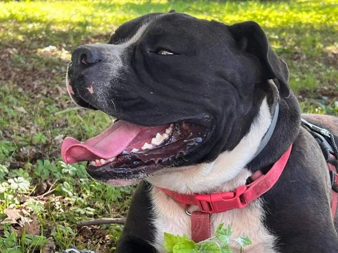 Adotta un cane, taglia piccola, maschio, Bergamo