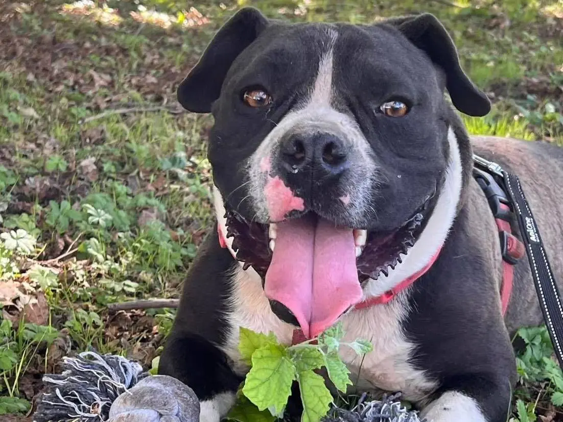 Adotta un cane, maschio, 5 anni e 10 mesi, Bergamo