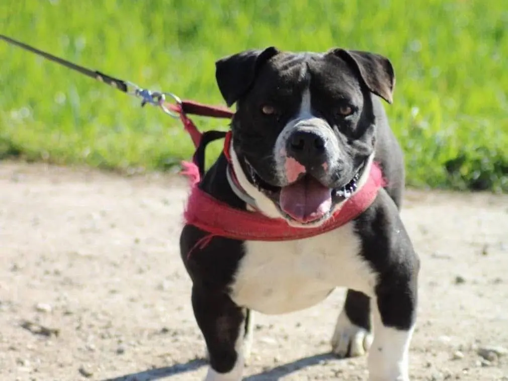 Vuoi adottare un cane a Bergamo?
