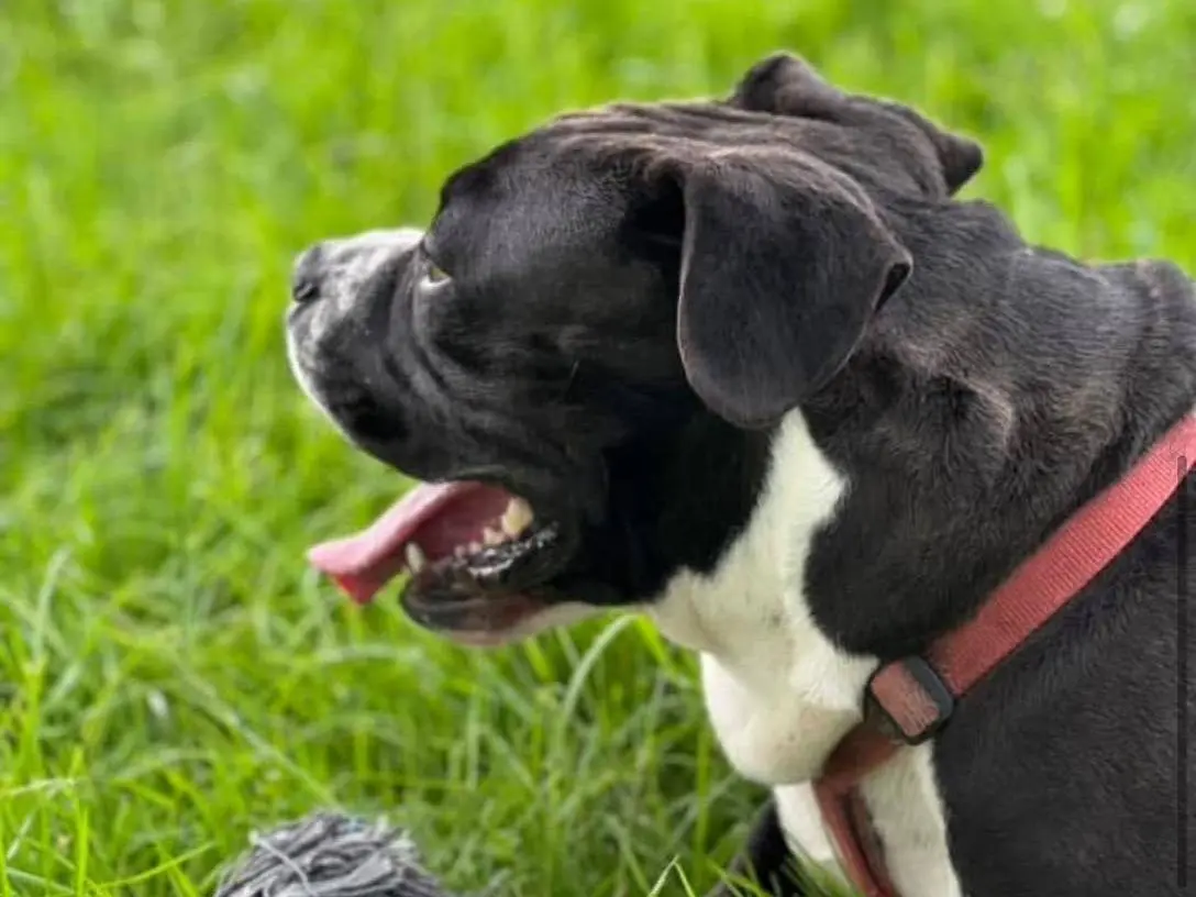 Adotta il cane Barolo a Bergamo