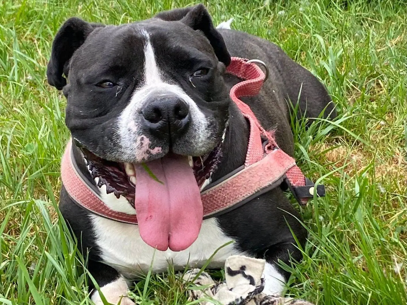Adozione cane, maschio, Razza sconosciuta Razza sconosciuta, 5 anni e 10 mesi, taglia piccola, Bergamo