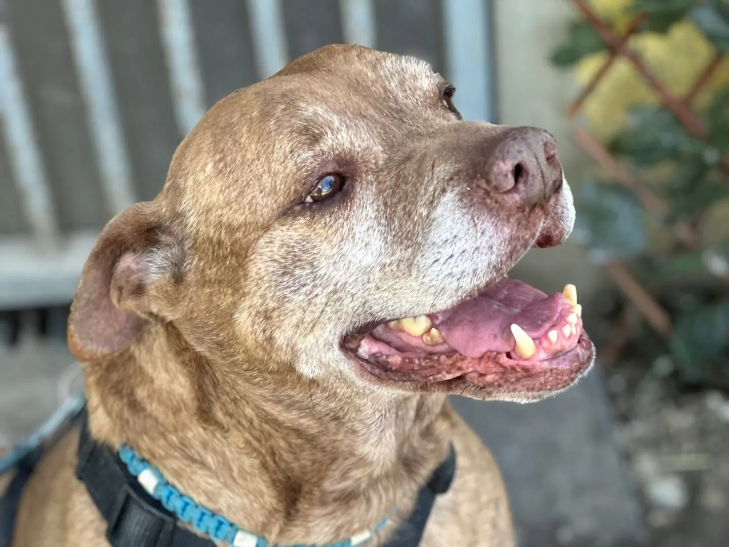 Vuoi adottare un cane a Milano?