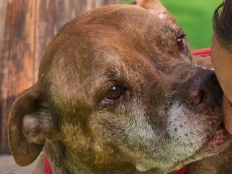 Adotta un cane, maschio, 10 anni e 9 mesi, Milano