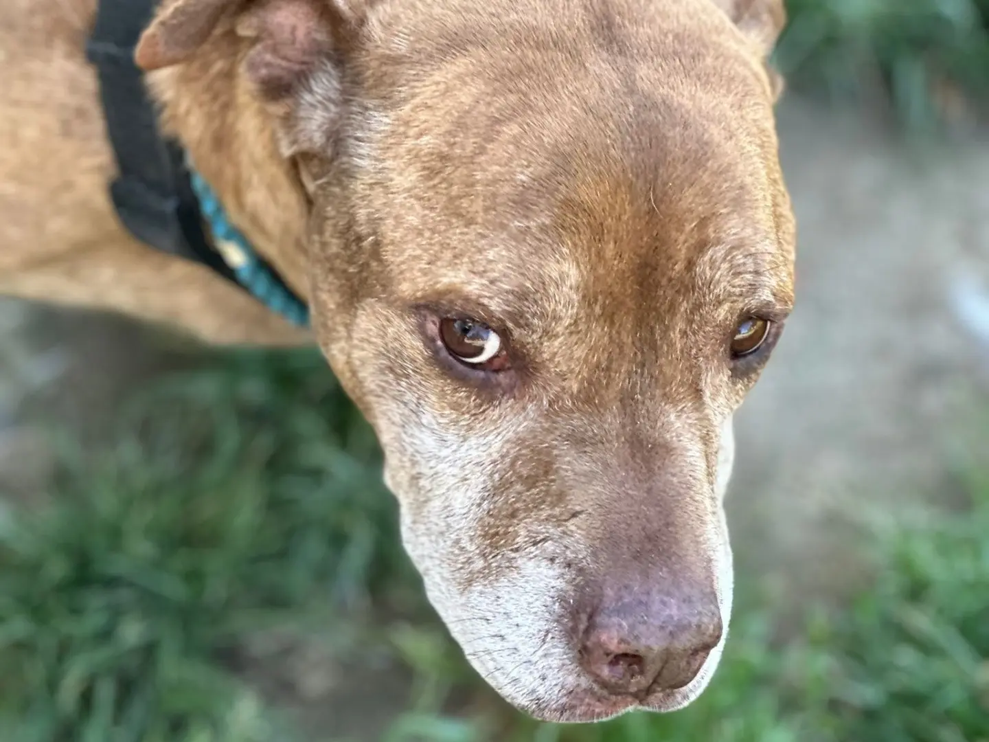 Adotta il cane Buddy a Milano