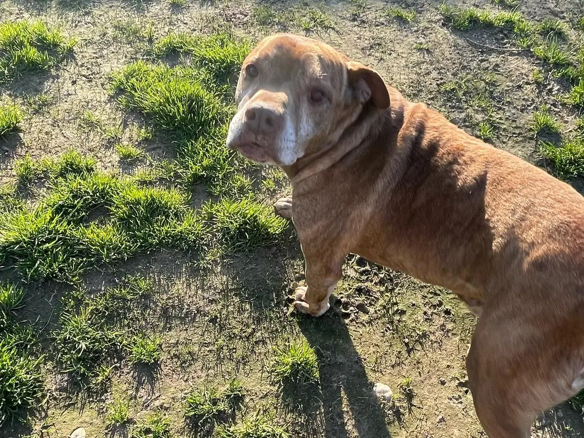 Adozione cane, maschio, Pitbull Razza sconosciuta, 10 anni e 9 mesi, taglia media, Milano