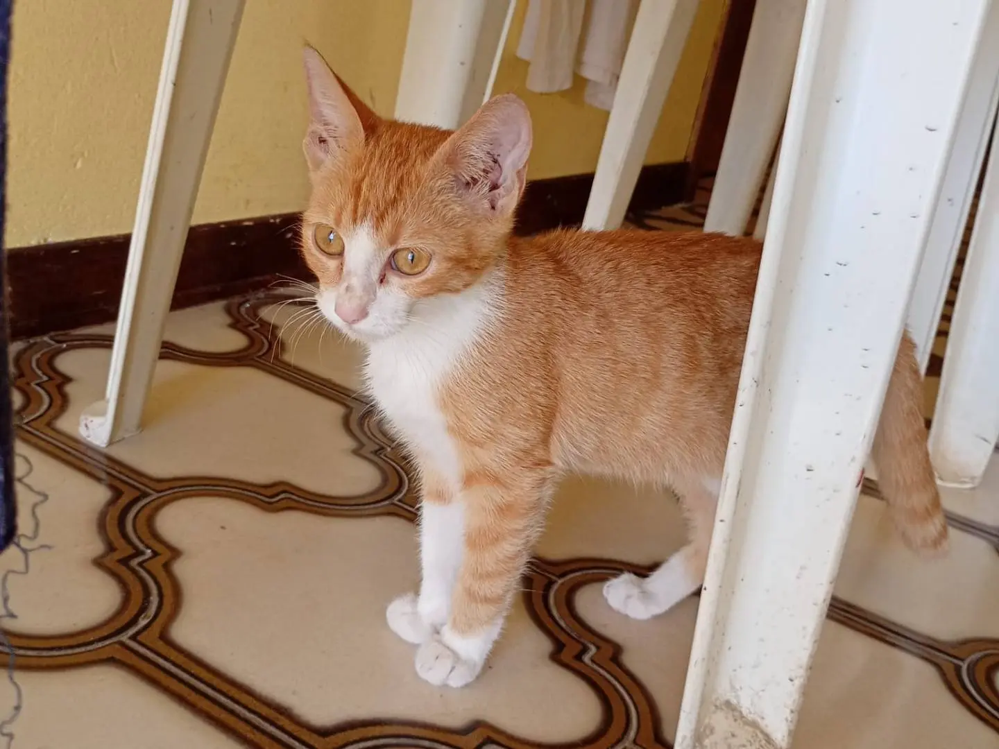 Adotta un gatto, taglia non valida, femmina, Siracusa
