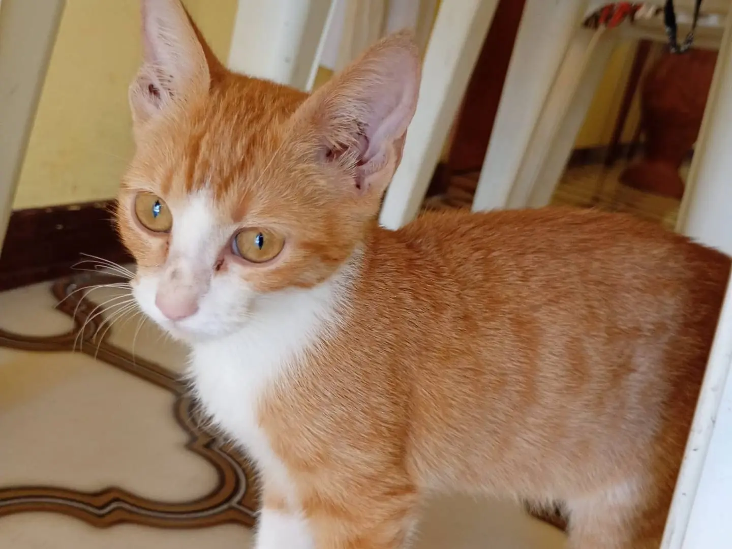 Adozione gatto, femmina, Razza sconosciuta Razza sconosciuta, 3 mesi, taglia non valida, Siracusa