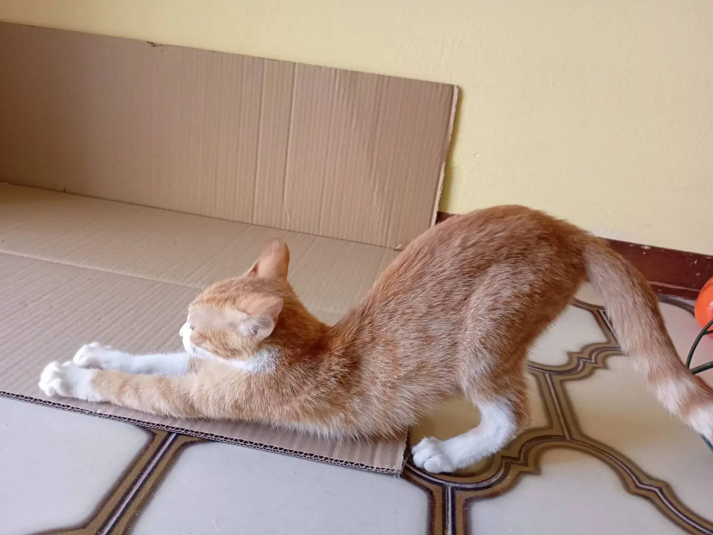 Vuoi adottare un gatto a Siracusa?