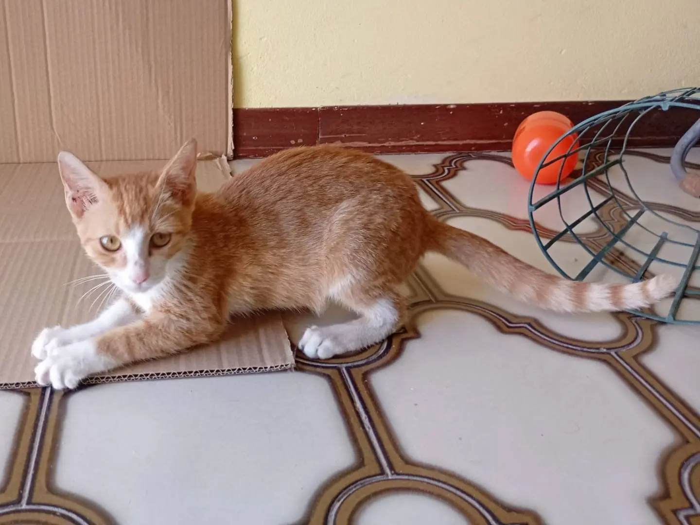 Adotta un gatto, femmina, 3 mesi, Siracusa