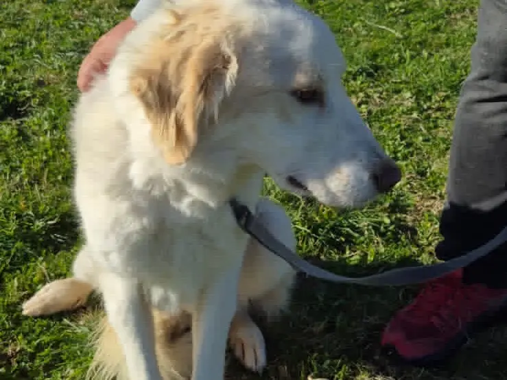 Adozione cane, maschio, Golden Retriever Razza sconosciuta, 2 anni e 10 mesi, taglia media, Pescara