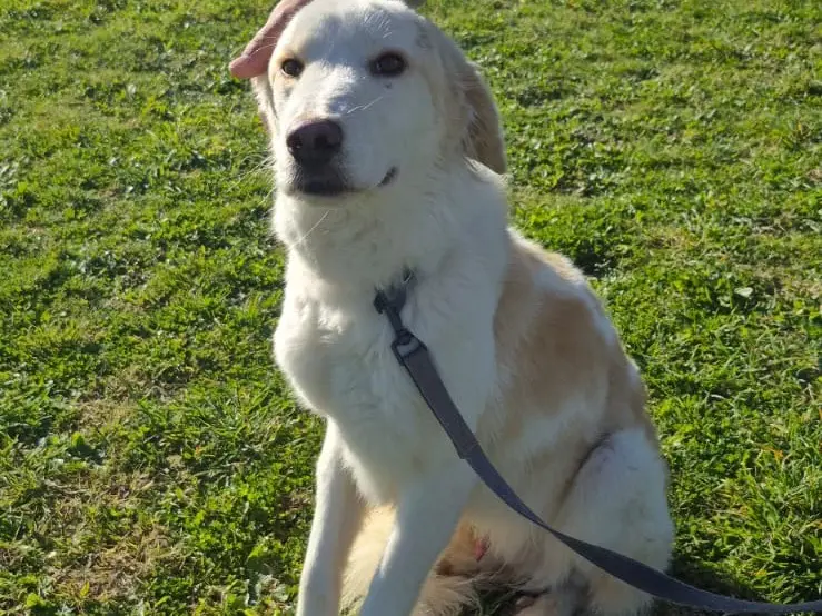 Adotta un cane, maschio, 2 anni e 10 mesi, Pescara