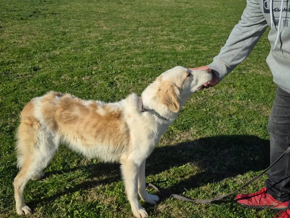 Vuoi adottare un cane a Pescara?