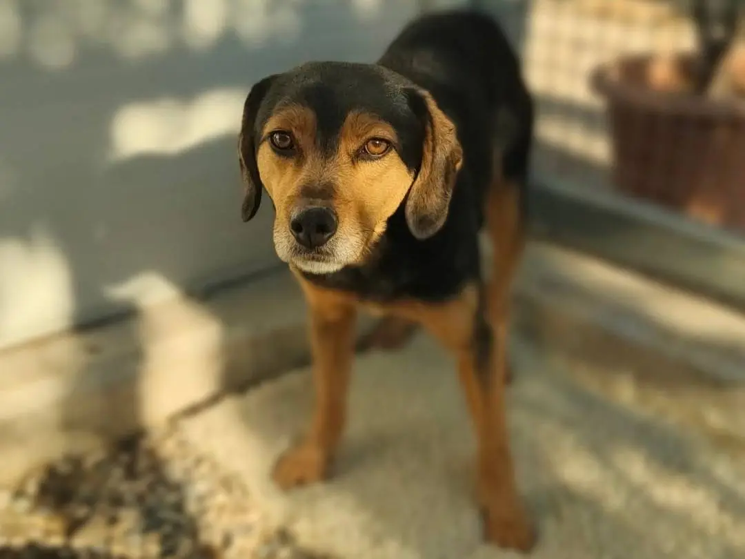 Adozione cane, maschio, Razza sconosciuta Razza sconosciuta, 5 anni e 2 mesi, taglia media contenuta, Gorizia