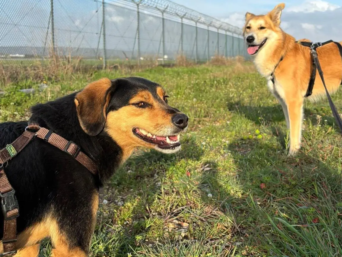 Adotta un cane, maschio, 5 anni e 2 mesi, Gorizia