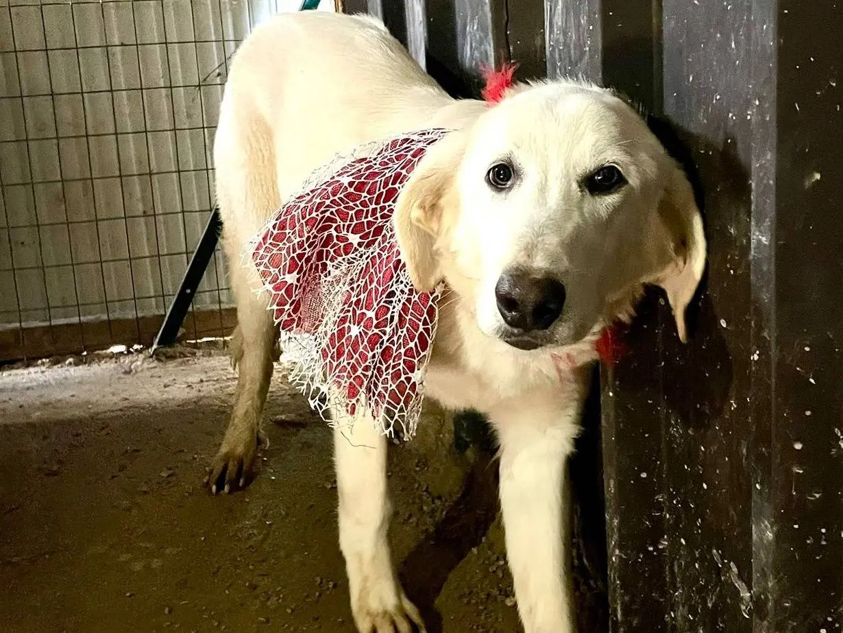 Adozione cane, femmina, Razza sconosciuta Razza sconosciuta, 2 anni e 5 mesi, taglia grande, Frosinone