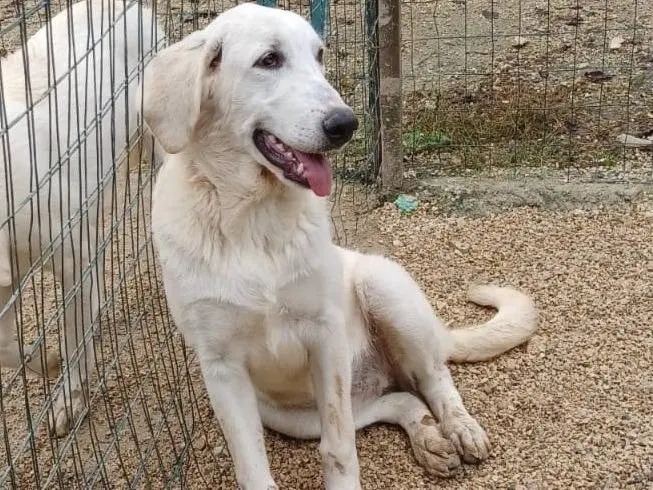 Adotta un cane, taglia grande, femmina, Frosinone