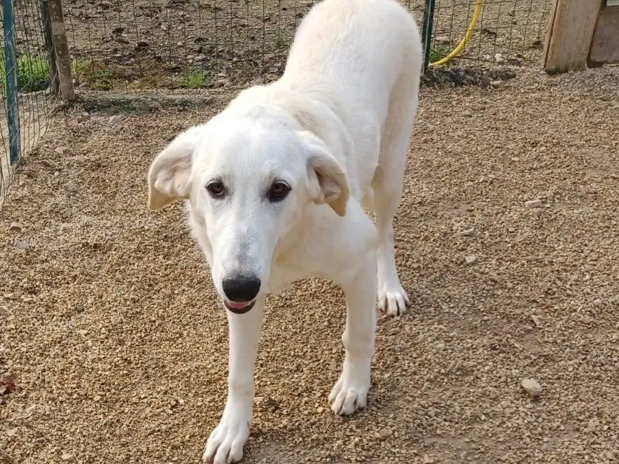 Adotta un cane, femmina, 2 anni e 5 mesi, Frosinone