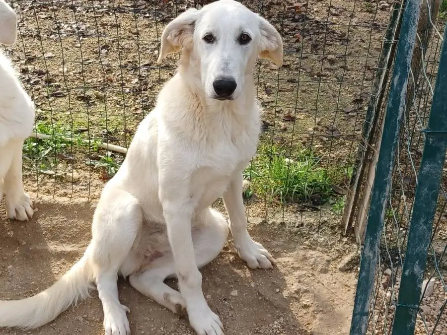 Adotta il cane ZULEIA a Frosinone
