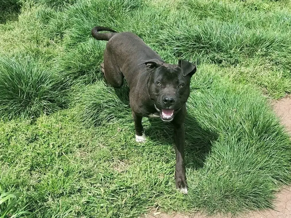 Vuoi adottare un cane a Vibo?
