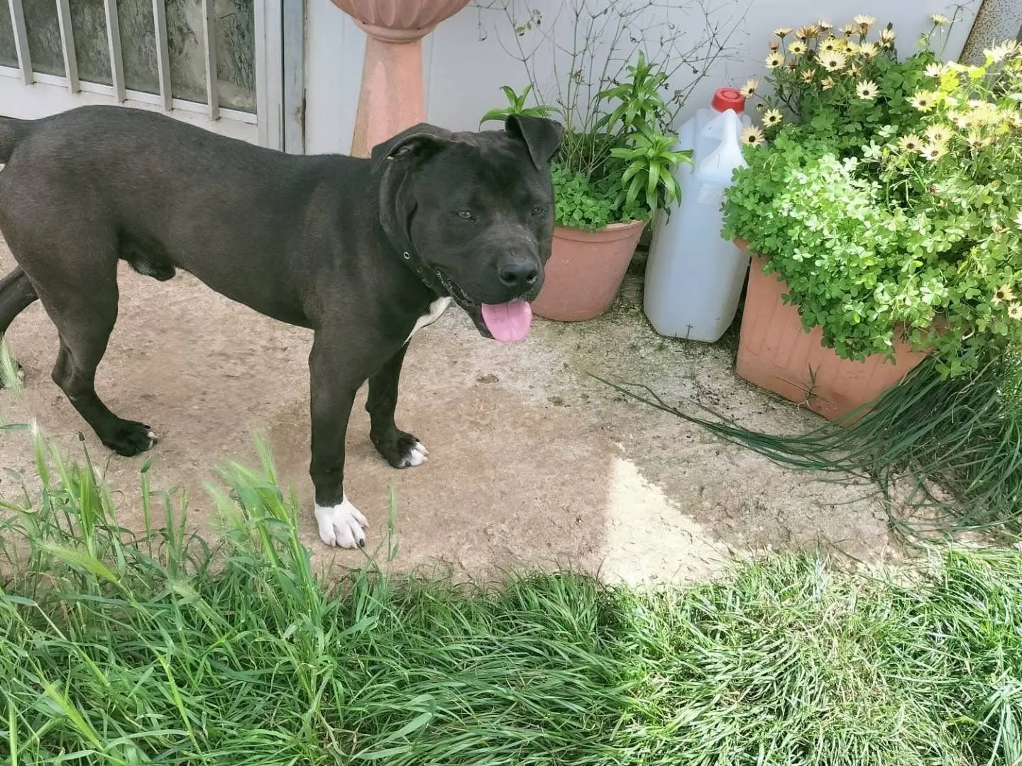Adotta un cane, maschio, 2 anni, Vibo
