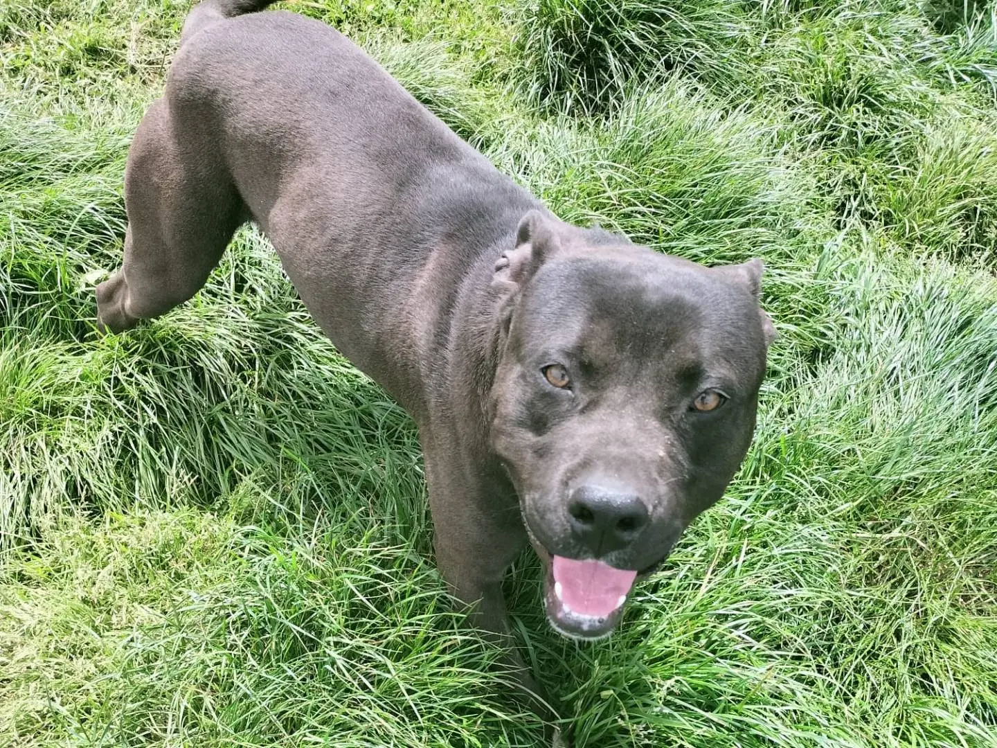 Adotta un cane, taglia media, maschio, Vibo