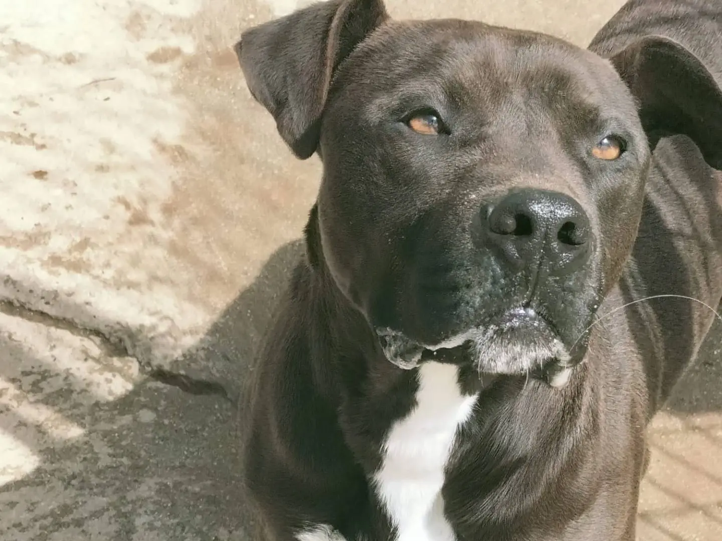 Adozione cane, maschio, Pitbull Razza sconosciuta, 2 anni, taglia media, Vibo